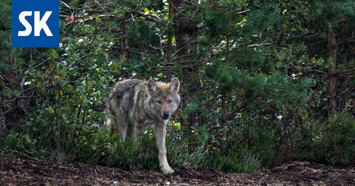Sudet ovat löytäneet Satakunnasta sopivia elinympäristöjä niin hyvin, että reviirit yltävät jo lähes koko maakuntaan.
