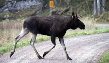 Hirvikolarit romahtivat Kasitiellä: pohjalaismummon ääni ohjaa eläimet alikulkuun | Kotimaa