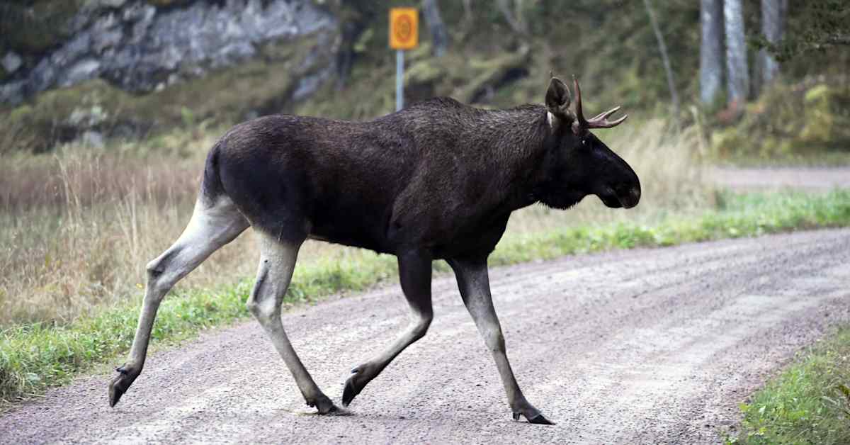 Hirvikolarit romahtivat Kasitiellä: pohjalaismummon ääni ohjaa eläimet alikulkuun | Kotimaa