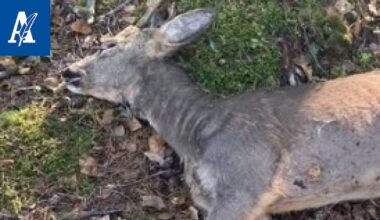 Ylöjärveläismies löysi pihaltaan puoliksi syödyn kauriin