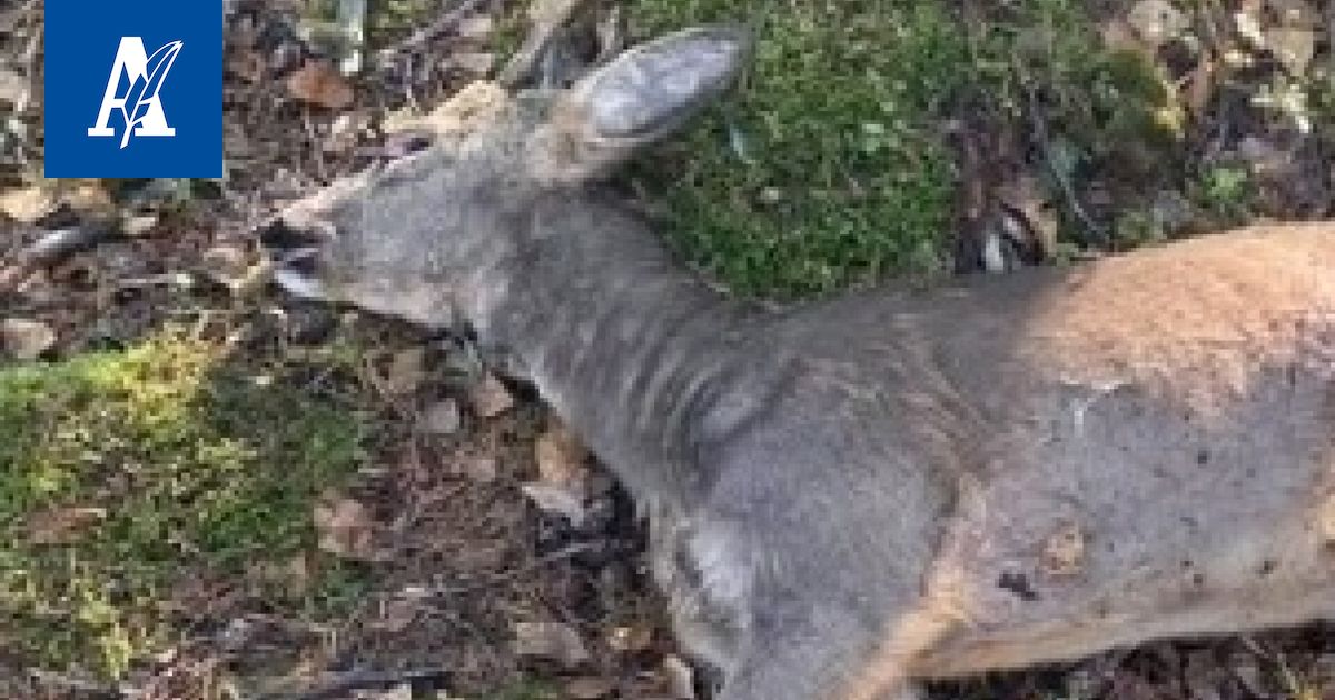 Ylöjärveläismies löysi pihaltaan puoliksi syödyn kauriin