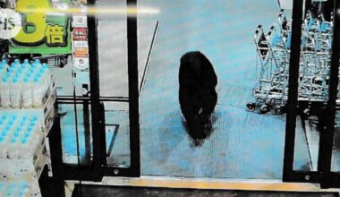 Karhu marssi sisään ruokakauppaan, kaksi asiakasta loukkaantui