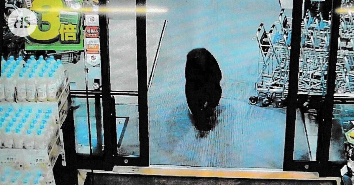 Karhu marssi sisään ruokakauppaan, kaksi asiakasta loukkaantui