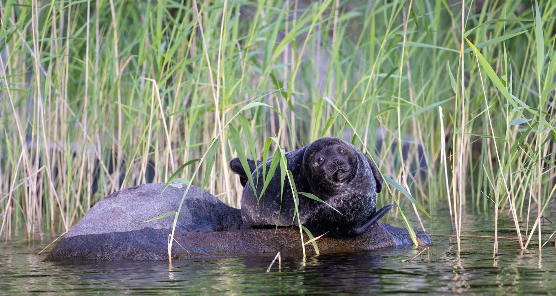 Uskomaton näky mökkirannassa: Henna bongasi nukkuvan norpan