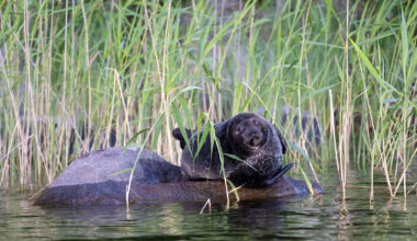 Uskomaton näky mökkirannassa: Henna bongasi nukkuvan norpan