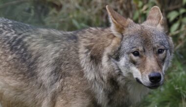 Susijahti jatkuu Närpiössä – alueelle myönnettiin uusi poikkeuslupa | Pohjanmaa