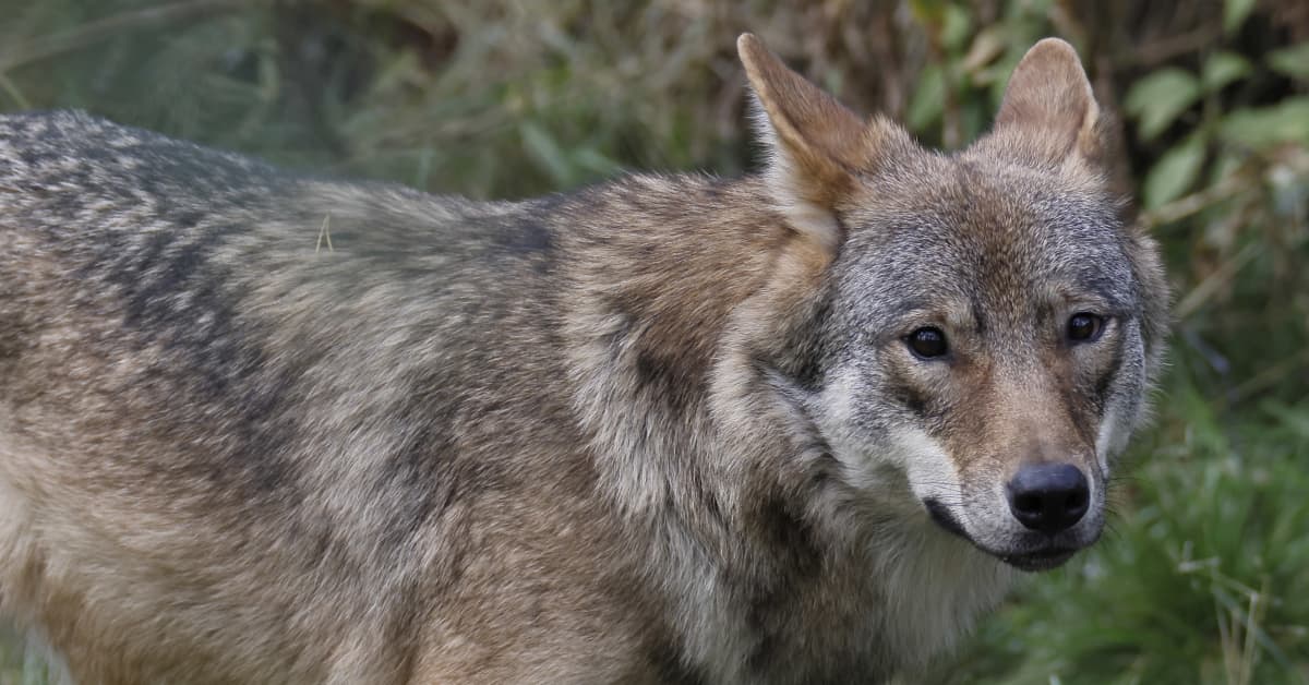 Susijahti jatkuu Närpiössä – alueelle myönnettiin uusi poikkeuslupa | Pohjanmaa