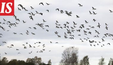 Valkoposkihanhien muutto jumittui – valtavia parvia Suomen pelloilla