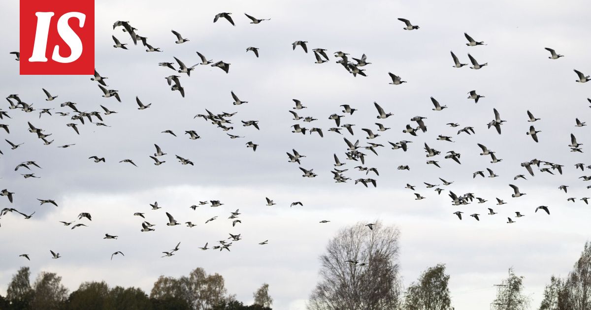 Valkoposkihanhien muutto jumittui – valtavia parvia Suomen pelloilla