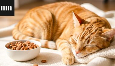 Väsyttääkö päivisin? Ruokavalio voi olla osasyy – tutkimus löysi ruoka-aineet, jotka voivat lisätä väsymystä