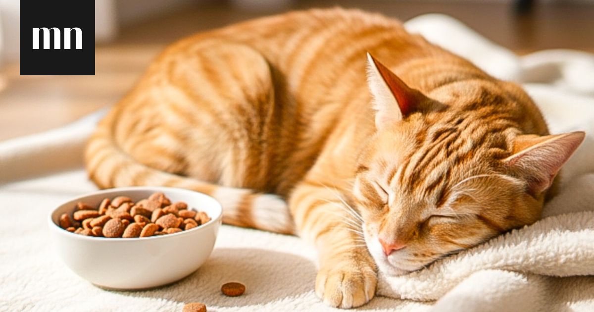 Väsyttääkö päivisin? Ruokavalio voi olla osasyy – tutkimus löysi ruoka-aineet, jotka voivat lisätä väsymystä