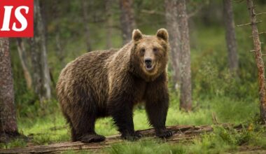 Poliisi: Älä ruoki karhuja - Ilta-Sanomat