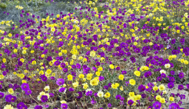 Maailman vaikeimmissa oloissa elävä kukka voi helpottaa maailman nälkäongelmaa | Uutisia lyhyesti