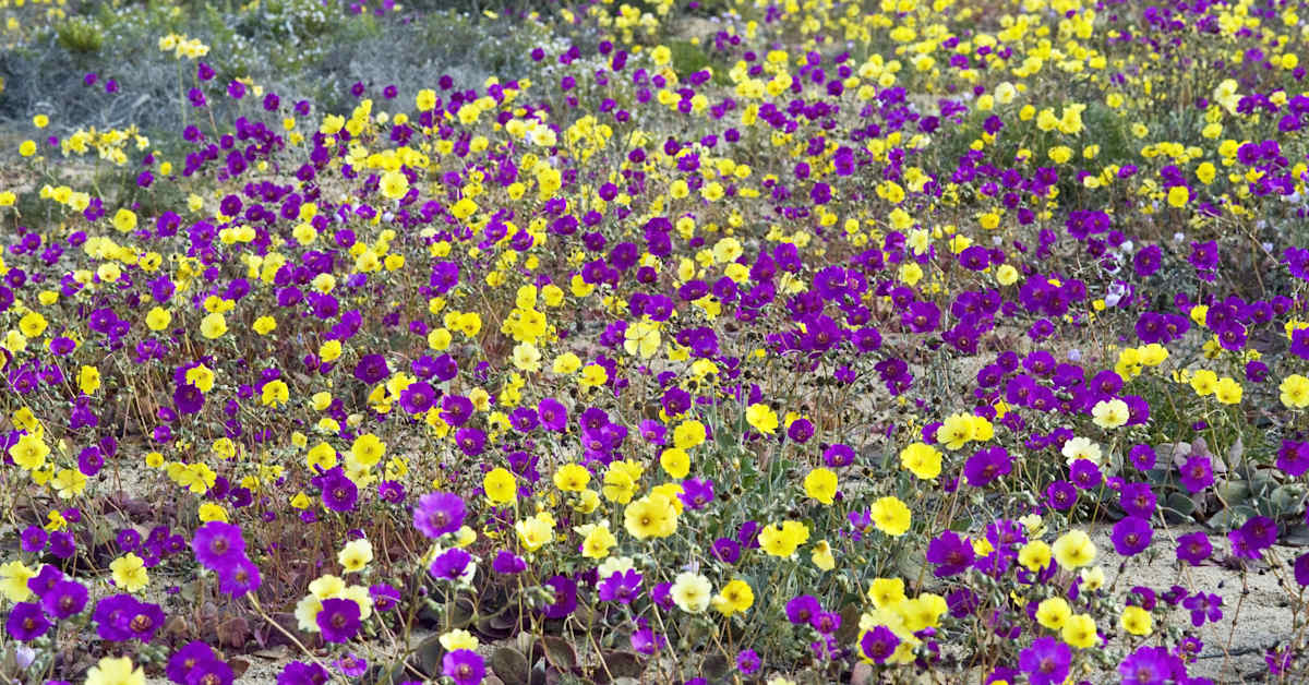 Maailman vaikeimmissa oloissa elävä kukka voi helpottaa maailman nälkäongelmaa | Uutisia lyhyesti