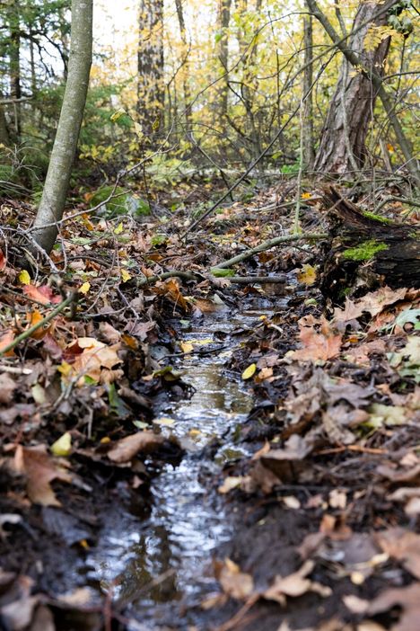 Stansvikin metsässä on arvokas luontokohde, noro. Norot ovat erityisen tärkeitä elinympäristöjä, joiden luonnontilaa ei lain mukaan saa vaarantaa.
