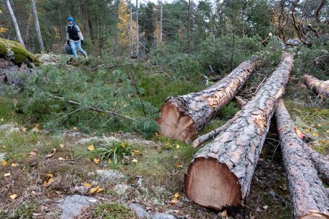 Tulevien katujen alta hakattiin mäntymetsää.