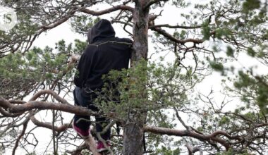 Helsingin Laajasalon metsäaktivistit haastavat valtion Koneen säätiön rahalla