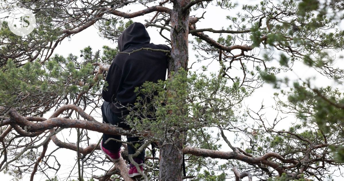 Helsingin Laajasalon metsäaktivistit haastavat valtion Koneen säätiön rahalla