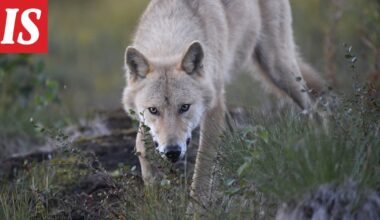 Susikanta kasvaa – kohtaaminen luonnossa pelottaa