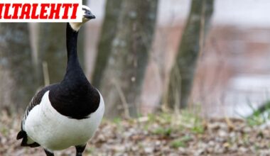 350 000 valkoposkihanhea jumissa Suomessa