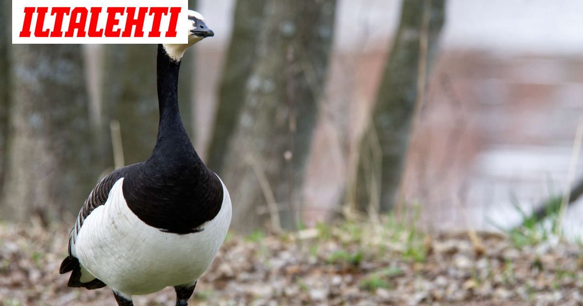 350 000 valkoposkihanhea jumissa Suomessa