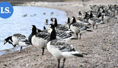 Valkoposkihanhien muutto jumittui, mutta viikonloppuna vilkastunee | Uutissuomalainen