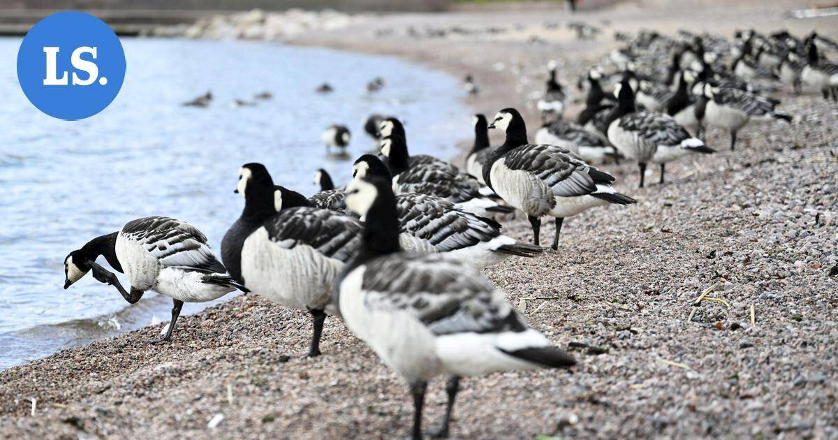 Valkoposkihanhien muutto jumittui, mutta viikonloppuna vilkastunee | Uutissuomalainen