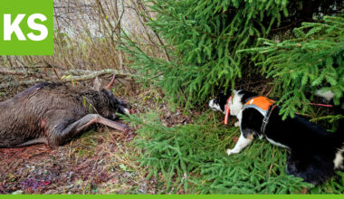 Ruokavirasto kehottaa metsästäjiä torjumaan hirviekinokokkitartuntaa –loinen on yleinen myös Kuusamossa