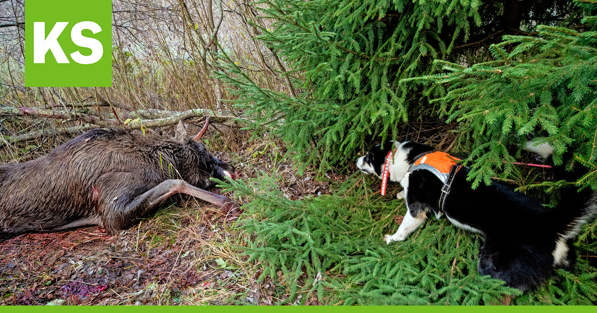 Ruokavirasto kehottaa metsästäjiä torjumaan hirviekinokokkitartuntaa –loinen on yleinen myös Kuusamossa