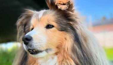 Rakastettu somekoira Seppo on kuollut | Kotimaa