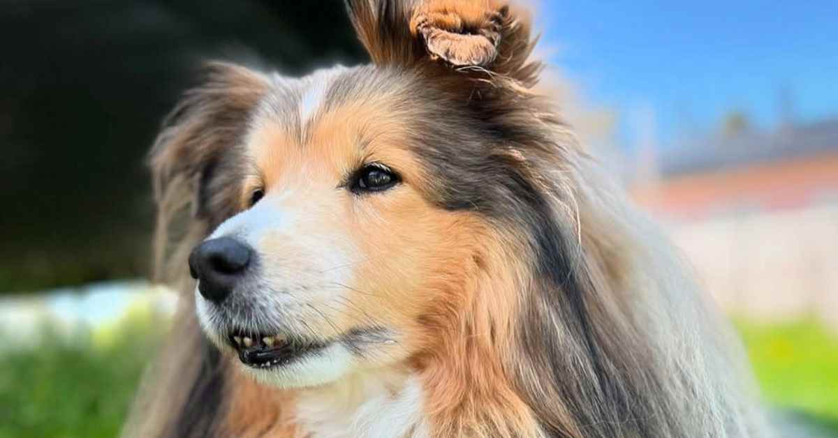 Rakastettu somekoira Seppo on kuollut | Kotimaa