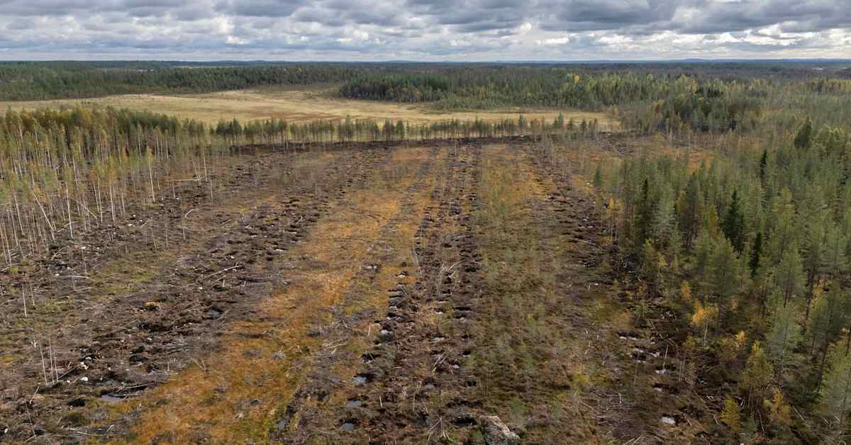 Kainuussa torjutaan luontokatoa Lumo-ohjelmalla | Kainuu