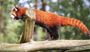 Ähtärin eläinpuisto hakeutuu konkurssiin: ”On mahdollista, että toiminta päättyy lopullisesti” | Uutisia lyhyesti