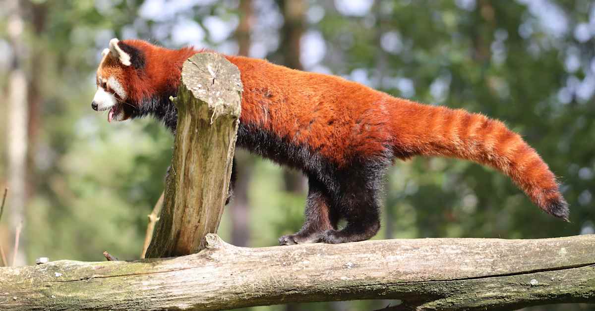 Ähtärin eläinpuisto hakeutuu konkurssiin: ”On mahdollista, että toiminta päättyy lopullisesti” | Uutisia lyhyesti