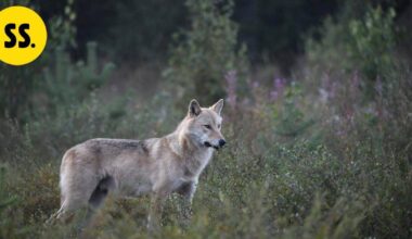 Susivahinkojen kokonaismäärä Suomessa on kasvanut – välkkyvät, ujeltavat ja ilmalla täyttyvät laitteet todettiin hyödyllisiksi susikarkottimia testanneen hankkeen aikana | Uutissuomalainen