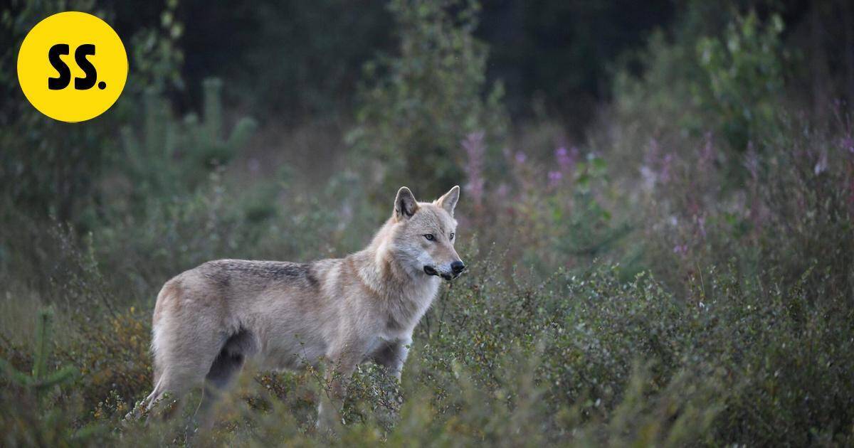 Susivahinkojen kokonaismäärä Suomessa on kasvanut – välkkyvät, ujeltavat ja ilmalla täyttyvät laitteet todettiin hyödyllisiksi susikarkottimia testanneen hankkeen aikana | Uutissuomalainen