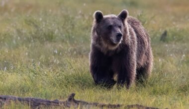 Jotkut ruokkivat karhuja Kiteellä ja lataavat sisältöä someen – ensi keväänä kaupungissa voi olla ongelma | Kotimaa