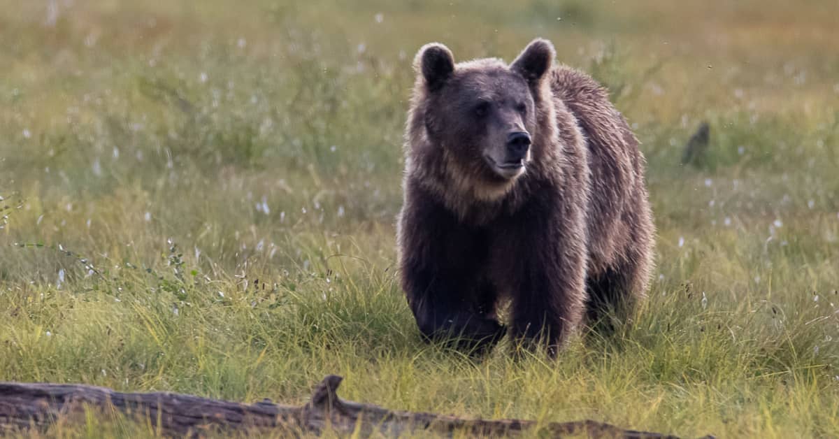 Jotkut ruokkivat karhuja Kiteellä ja lataavat sisältöä someen – ensi keväänä kaupungissa voi olla ongelma | Kotimaa