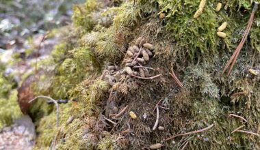 Liito-oravien määrä romahti Pietarsaaressa – lajin suojelemiseksi esitetään nyt useita konkreettisia toimia | Keski-Pohjanmaa