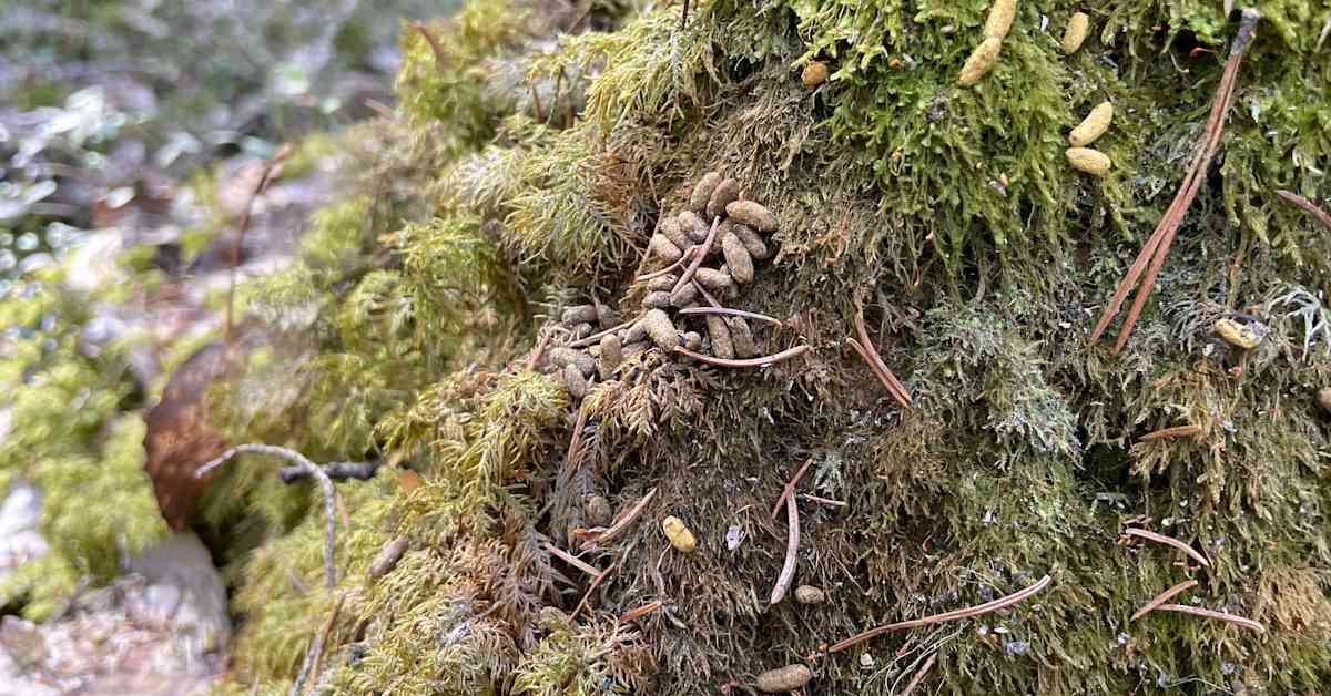 Liito-oravien määrä romahti Pietarsaaressa – lajin suojelemiseksi esitetään nyt useita konkreettisia toimia | Keski-Pohjanmaa