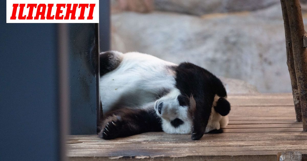 Näin kaupunginjohtaja kommentoi Ähtärin konkurssiuutista