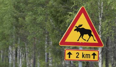 Hirvet liikkuvat nyt aktiivisesti – Närpiön aamuisessa hirvikolarissa säästyttiin isommilta vaurioilta | Pohjanmaa