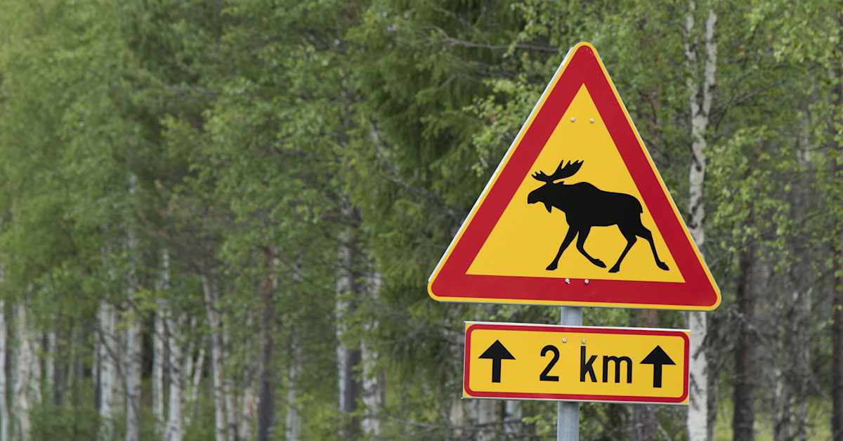 Hirvet liikkuvat nyt aktiivisesti – Närpiön aamuisessa hirvikolarissa säästyttiin isommilta vaurioilta | Pohjanmaa