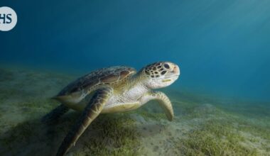 Vuosikymmenten suojelutyö tuotti tulosta: Liemikilpikonna pelastui sukupuutolta