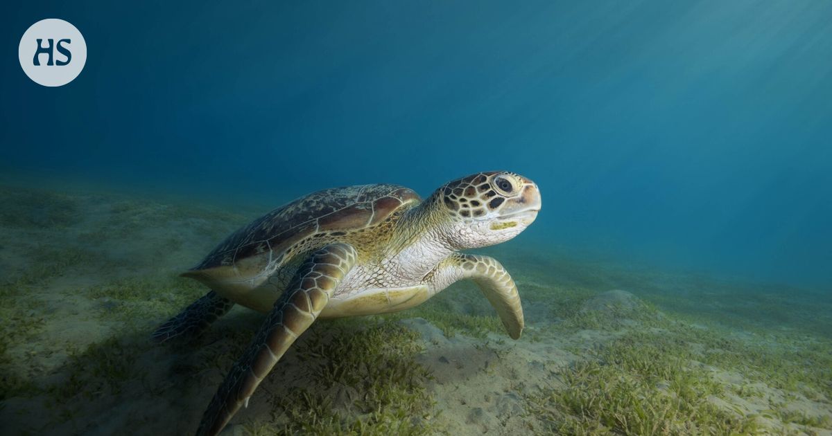 Vuosikymmenten suojelutyö tuotti tulosta: Liemikilpikonna pelastui sukupuutolta