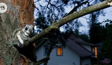 Liito-oravat käyttävät niille kaavoituksessa varattuja alueita ja reittejä