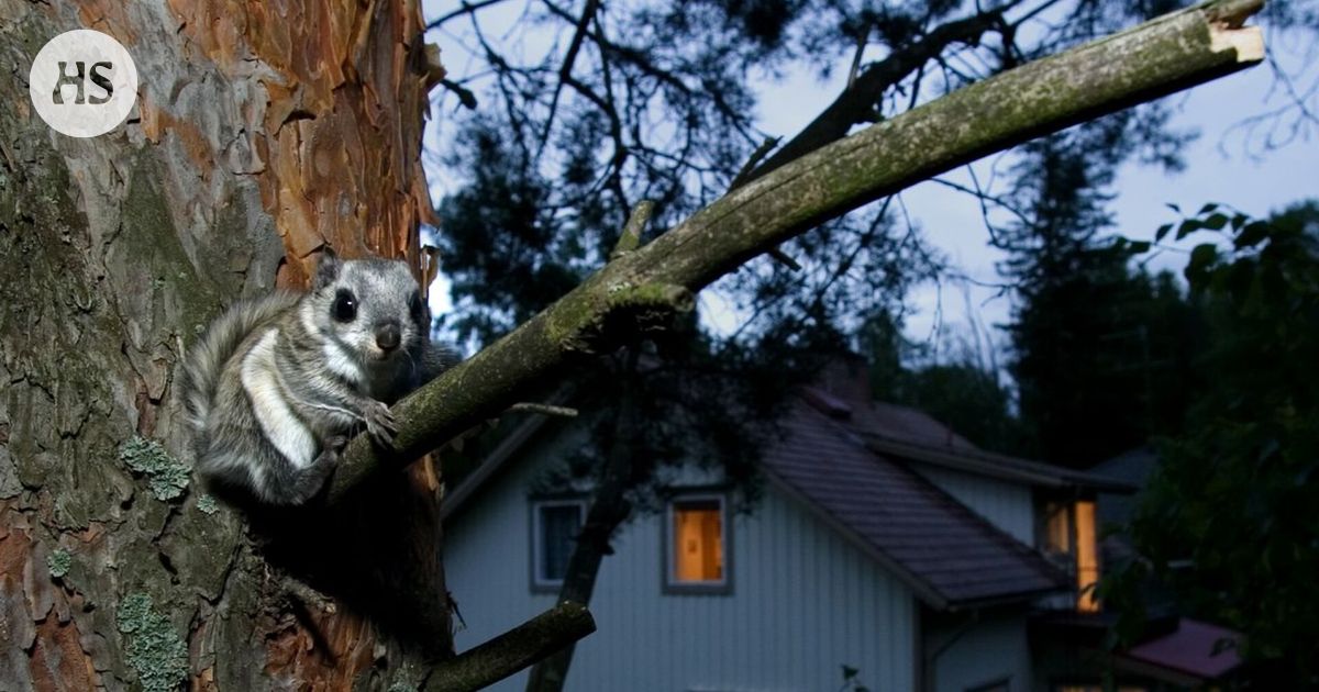 Liito-oravat käyttävät niille kaavoituksessa varattuja alueita ja reittejä