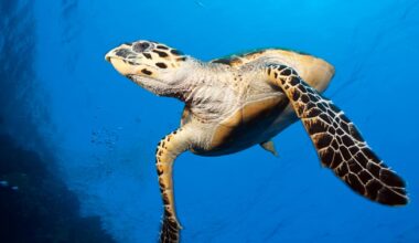 Useita eliölajeja julistettiin sukupuuttoon kuolleiksi | Uutisia lyhyesti