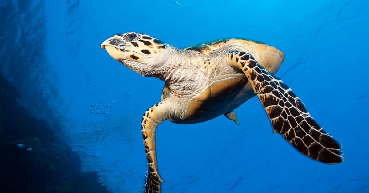 Useita eliölajeja julistettiin sukupuuttoon kuolleiksi | Uutisia lyhyesti