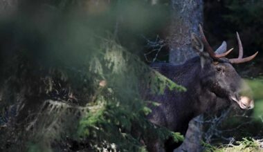 Hirvenmetsästys laajenee tänään koko maahan | Uutisia lyhyesti